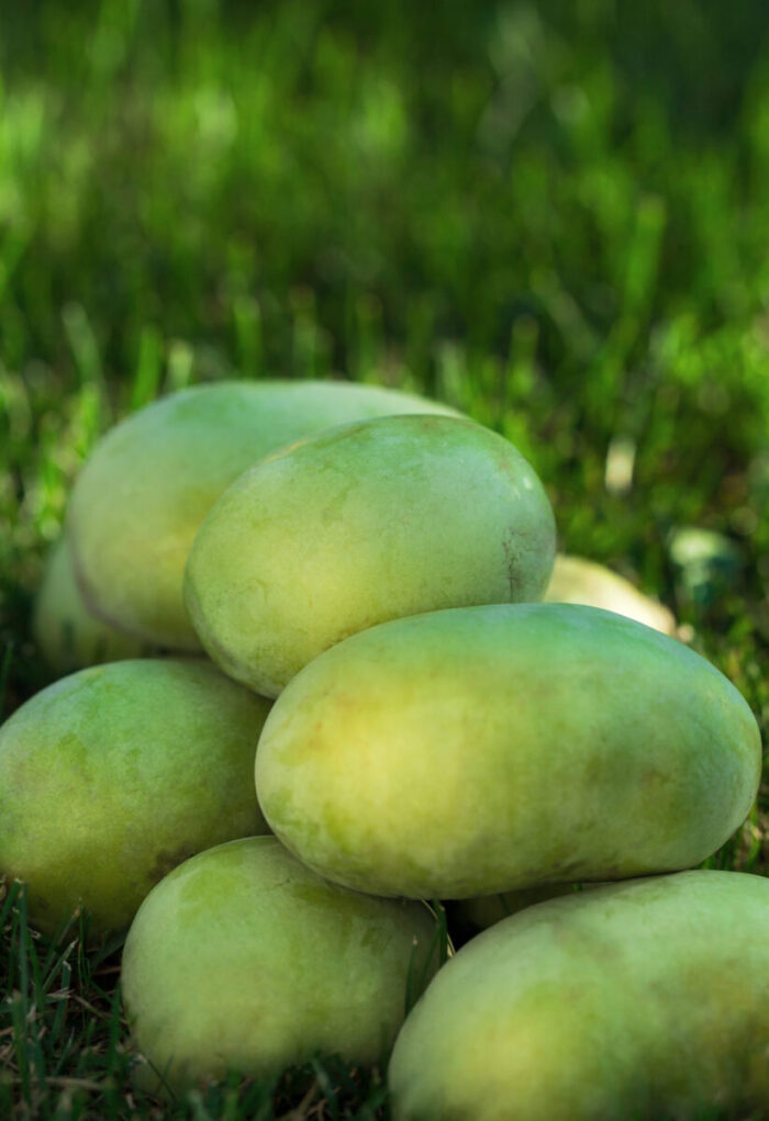 Cold Stream Farm pawpaw fruit