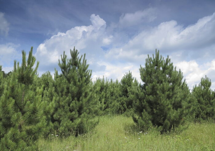 Red pine transplant Cold Stream Farm