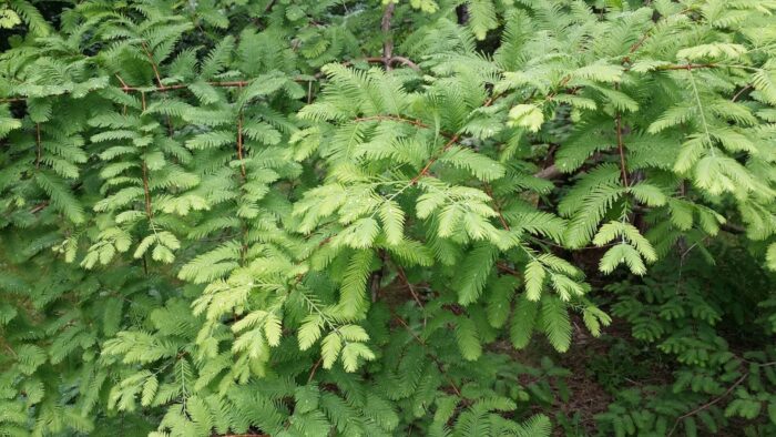 Dawn redwood branch Cold Stream Farm