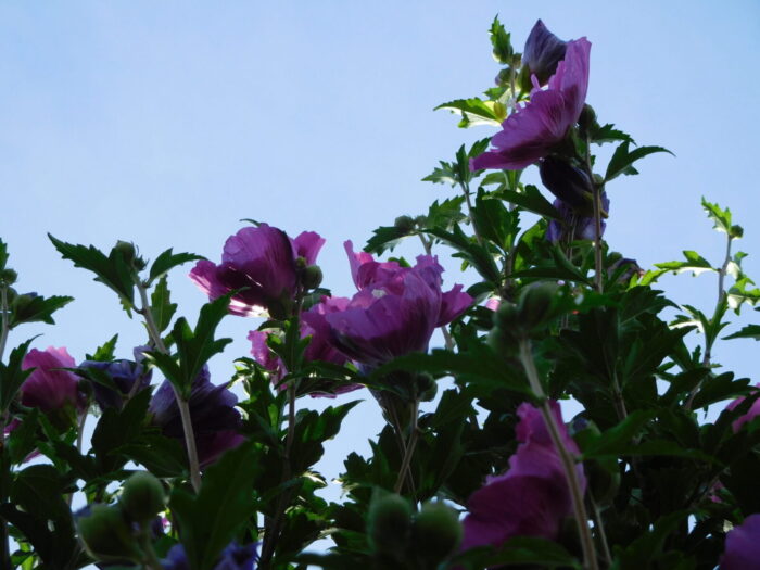 Cold Stream Farm rose of Sharon plant