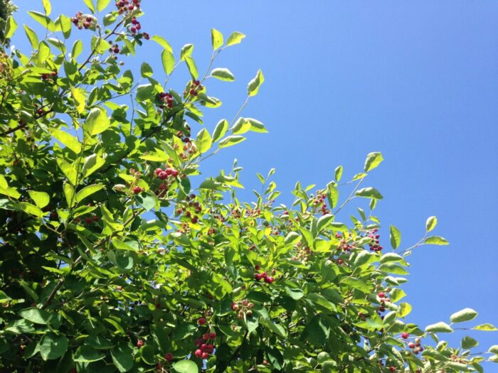 Cold Stream Farm saskatoon serviceberry bush