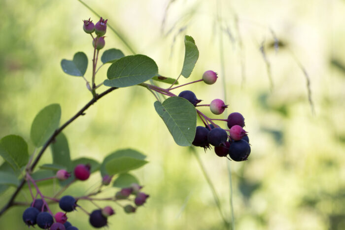 Cold Stream Farm sandbush serviceberry fruit