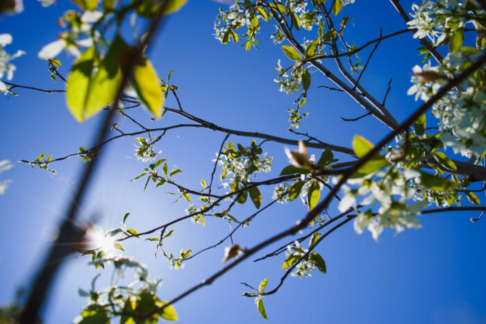 Cold Stream Farm Allegheny serviceberry flowers