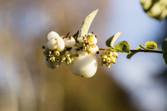 Cold Stream Farm snowberry berried on branch