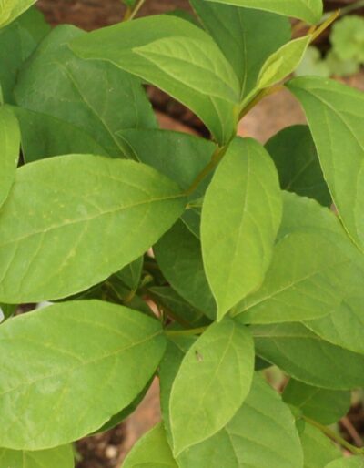 Spicebush - Lindera Benzoin | Deciduous Shrubs | Cold Stream Farm