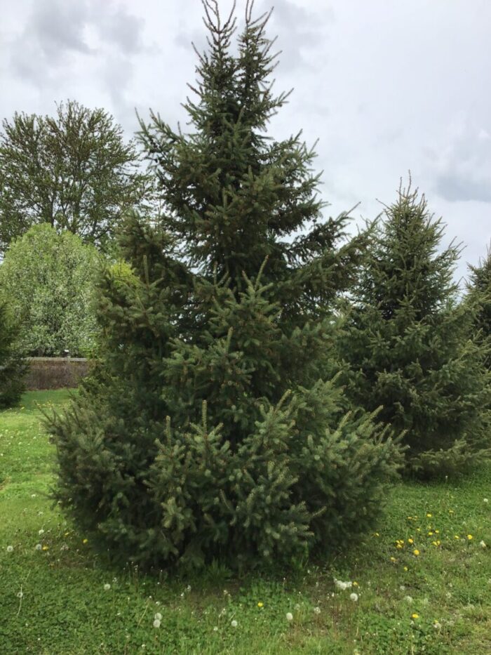 Black spruce yard tree Cold Stream Farm