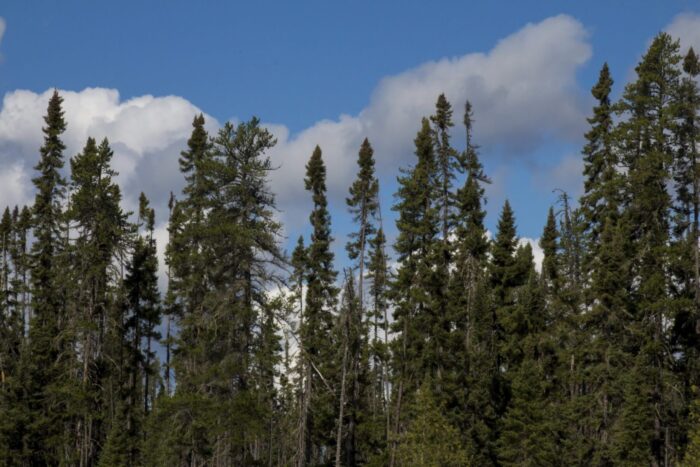 Black spruce tall mature Cold Stream Farm