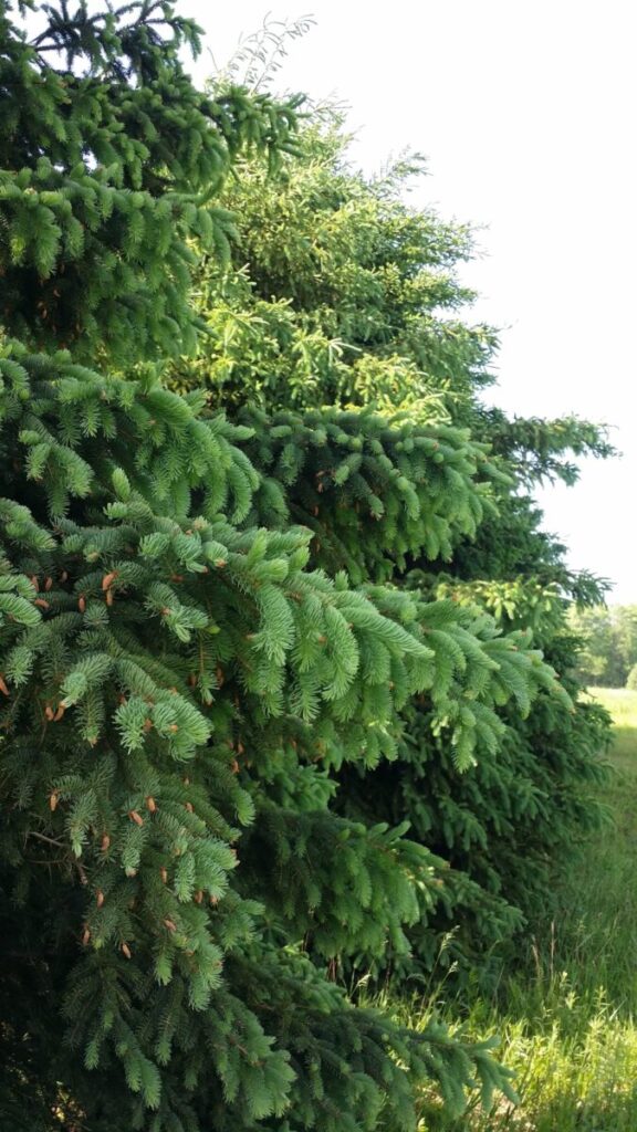 Colorado Blue Spruce - Picea Pungens | Confiers | Cold Stream Farm