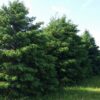 Giant Sequoia - Sequoiadendron Giganteum | Conifers | Cold Stream Farm