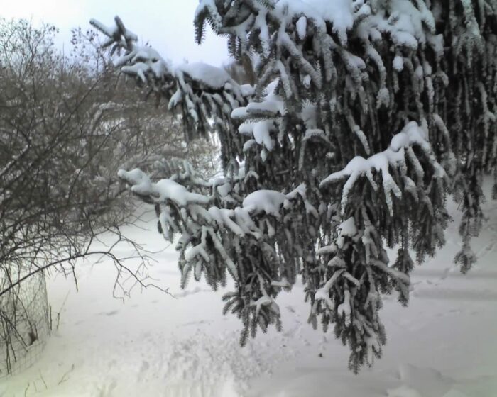 Norway spruce covered in snow Cold Stream Farm