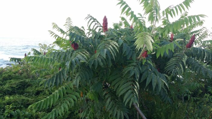 Cold Stream Farm staghorn sumac flowers by the ocean