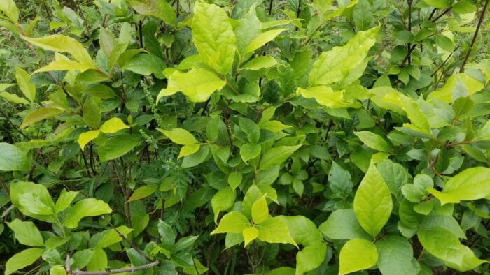 Cold Stream Farm sweetshrub bush with leaves