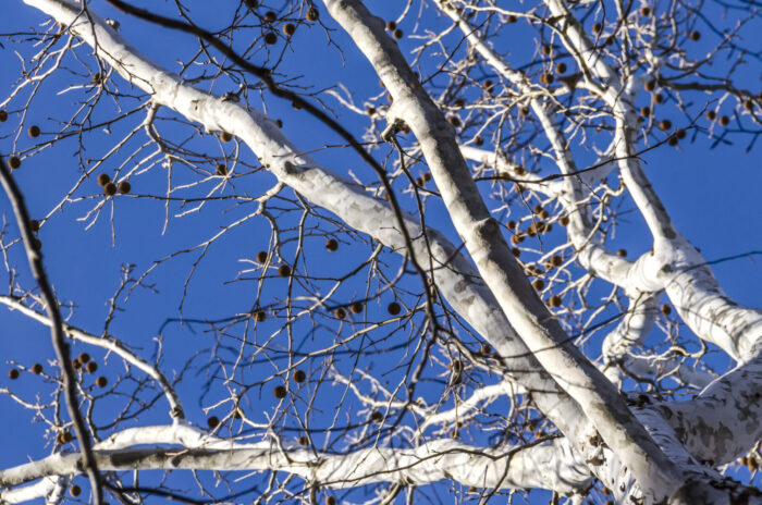 Cold Stream Farm white sycamore tree bark