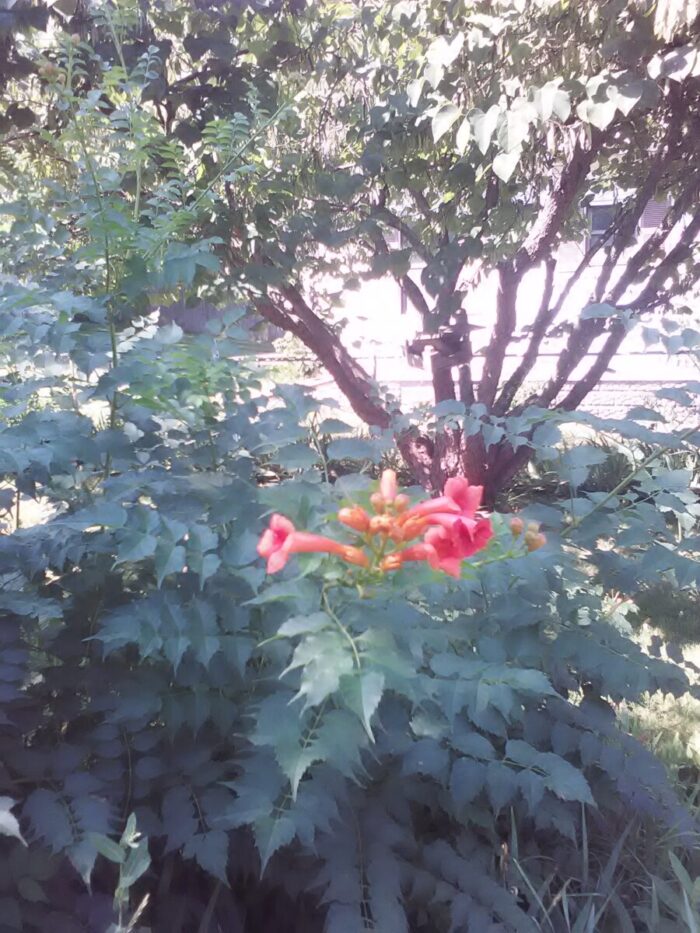 Cold Stream Farm trumpet vine flowers