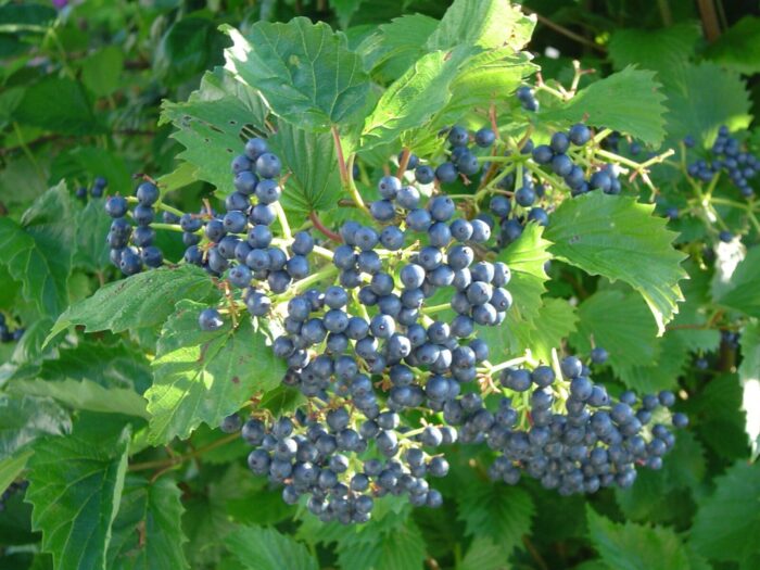 Cold Stream Farm arrowwood viburnum branch with berries