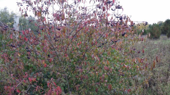 Cold Stream Farm blackhaw berried on a branch