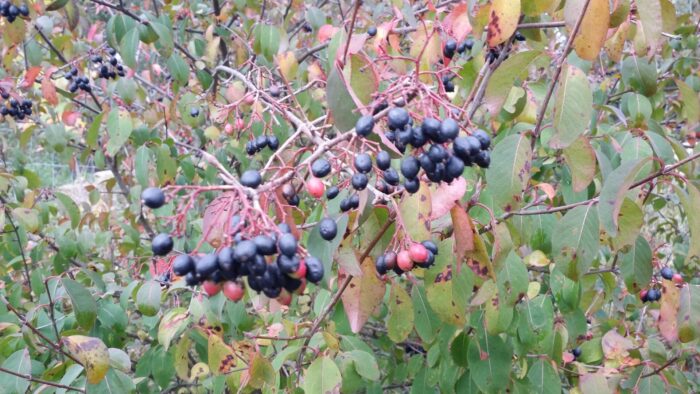 Cold Stream Farm blackhaw viburnum fall