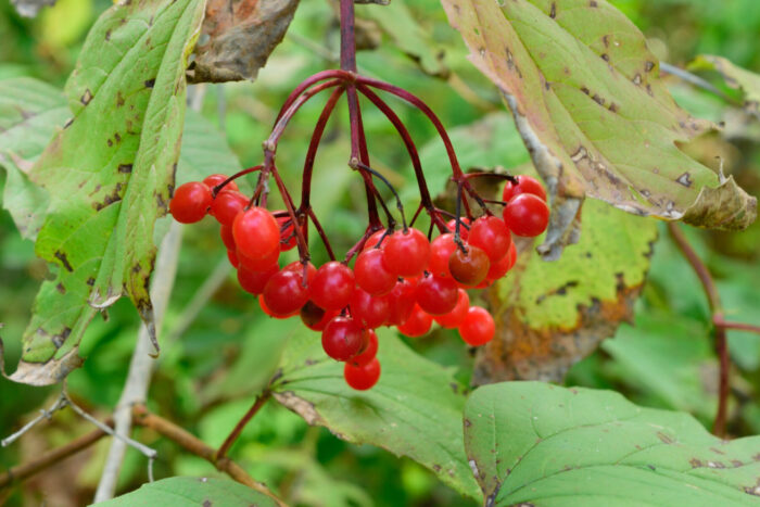 Cold Stream Farm highbush cranberry American berries