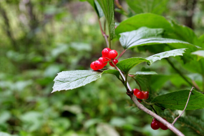 Cold Stream Farm highbush cranberry stock