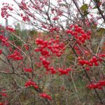 Cranberry Seeds, American High Bush Cranberry – The Incredible Seed Company  Ltd