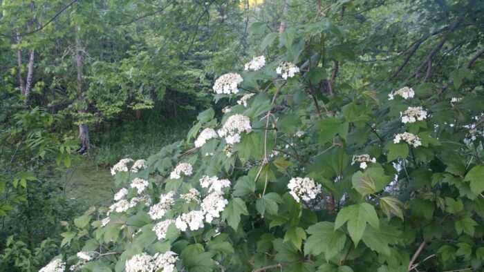 Cold Stream Farm highbush cranberry flowers