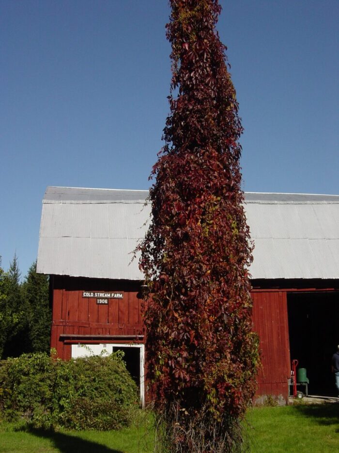 Cold Stream Farm Virginia creeper vine