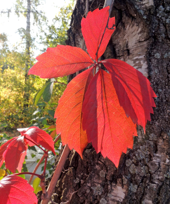 Cold Stream Farm Virginia creeper fall