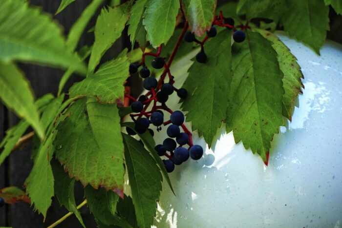 Cold Stream Farm Virginia creeper bearries and leaves