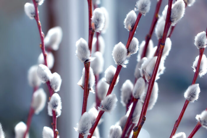 Cold Stream Farm French pussy willow