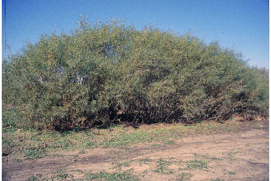12 Common Species of Willow Trees and Shrubs
