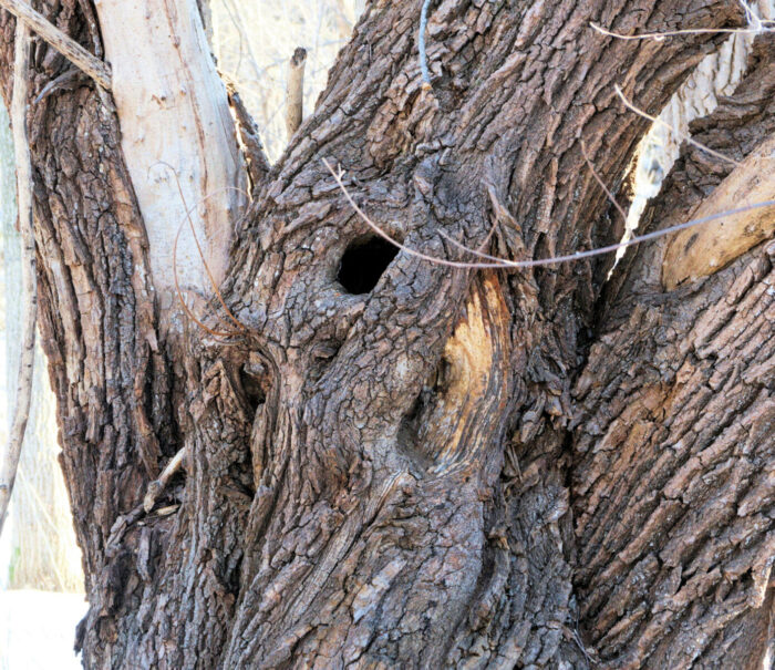 Cold Stream Farm black willow bark