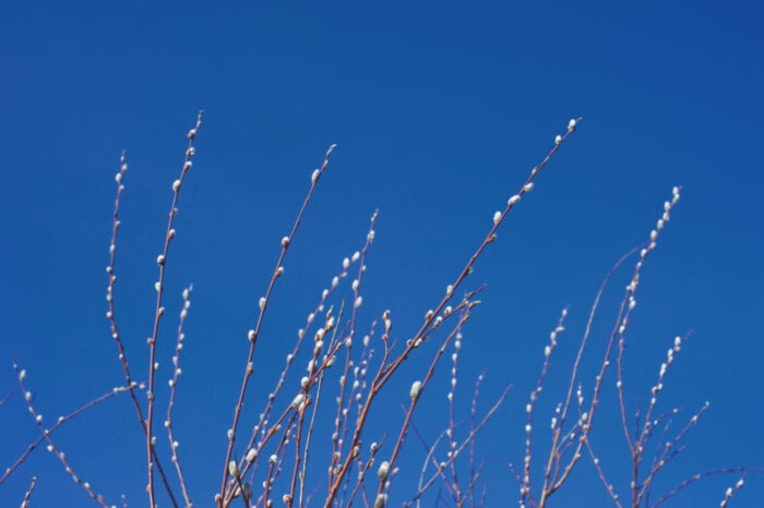 Cold Stream Farm pussy willow branch