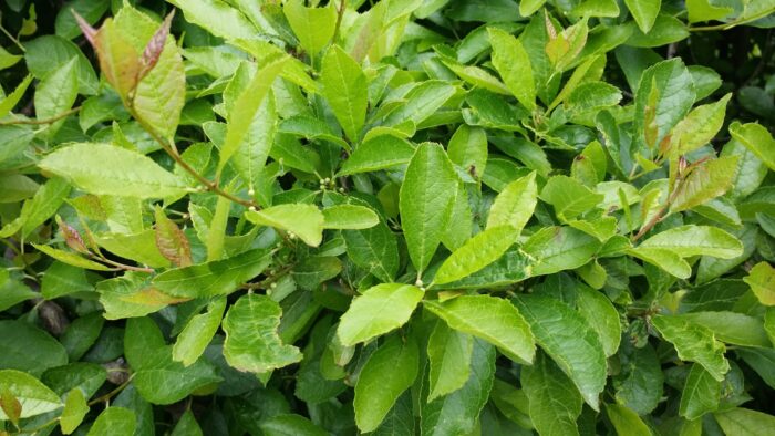 Cold Stream Farm winterberry leaves