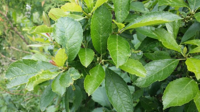 Cold Stream Farm winterberry plant