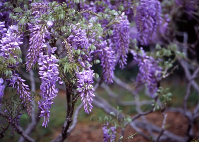 Cold Stream Farm wisteria sinensis purple blooms