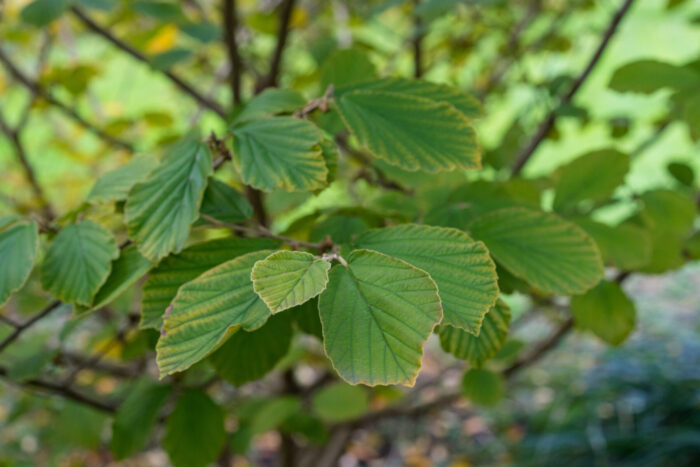 Cold Stream Farm witch hazel branch with leaves