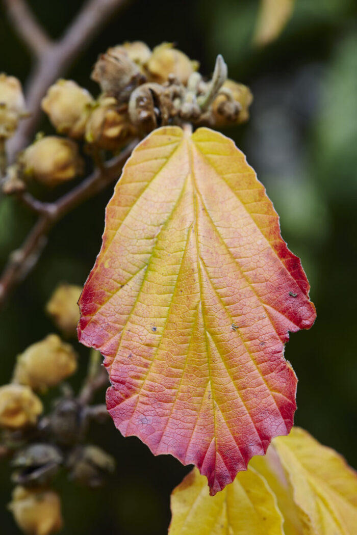 Cold Stream Farm witch hazel leaf seed