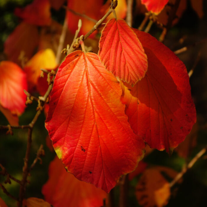 Cold Stream Farm witch hazel fall