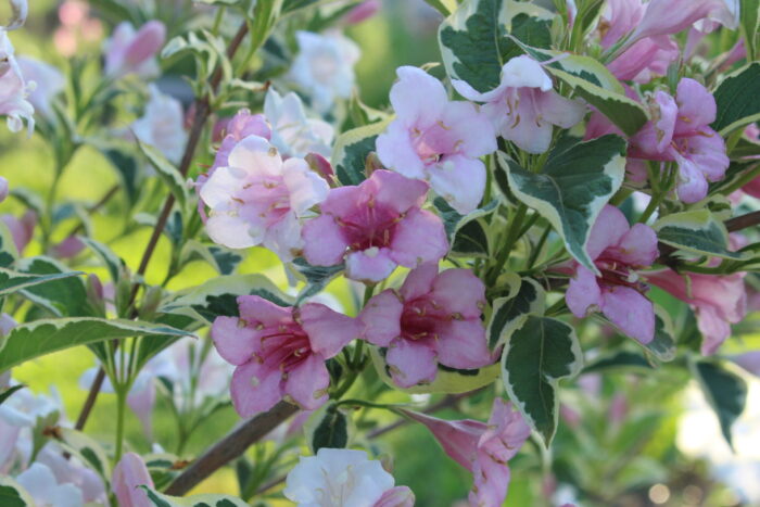 Blooming pink flowers of Weigela florida.